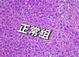 官方：恩比德将于8月16日打(恩比德复出首战砍下24分8板2助3帽)